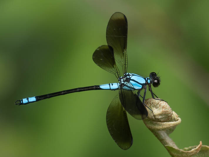 Diphlebia euphoeoides male-4.jpg