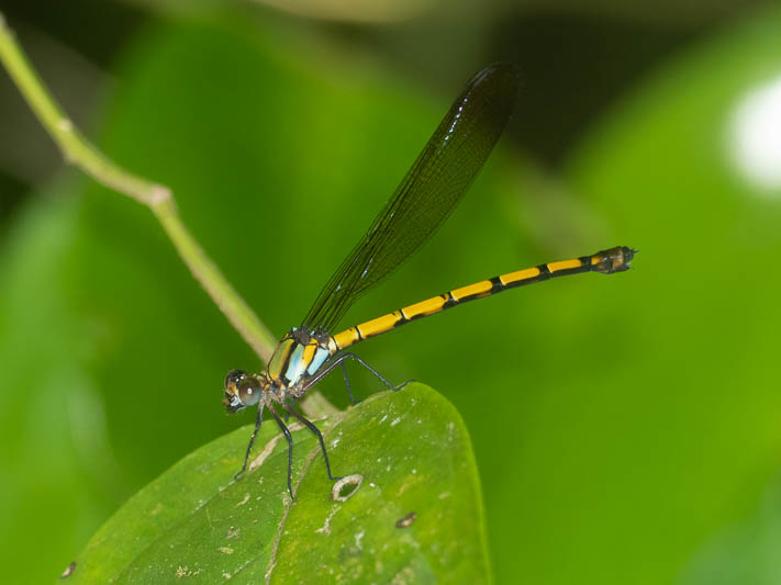 Diphlebia hybridoides female-1.jpg