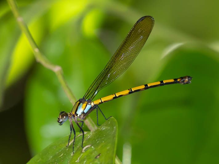 Diphlebia hybridoides female-2.jpg