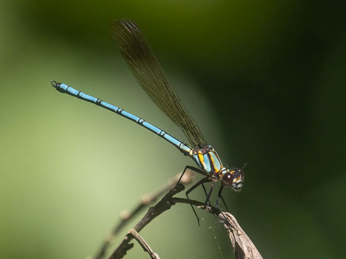 Diphlebia hybridoides male-1.jpg