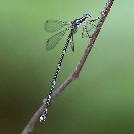 J19_2910 Episynlestes albicauda female.JPG