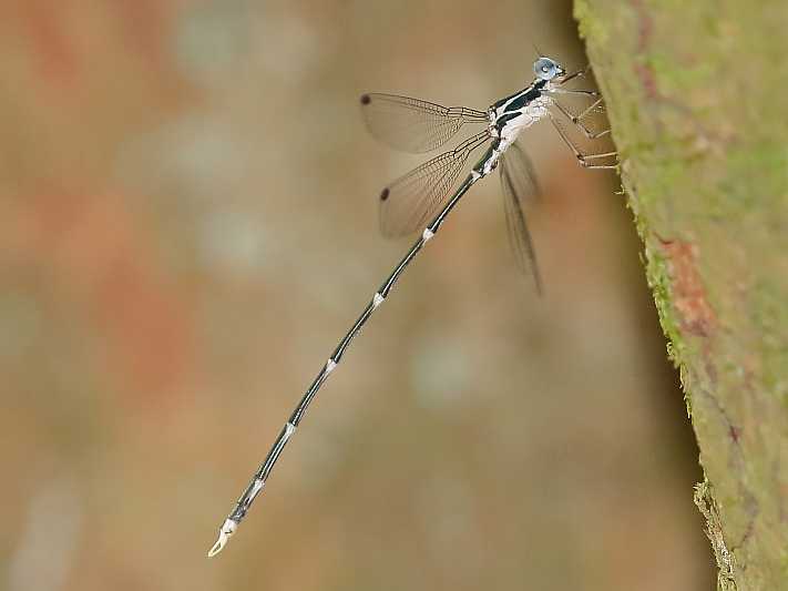 J19_2923 Episynlestes albicauda male.JPG