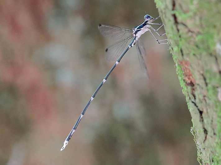 J19_2924 Episynlestes albicauda male.JPG