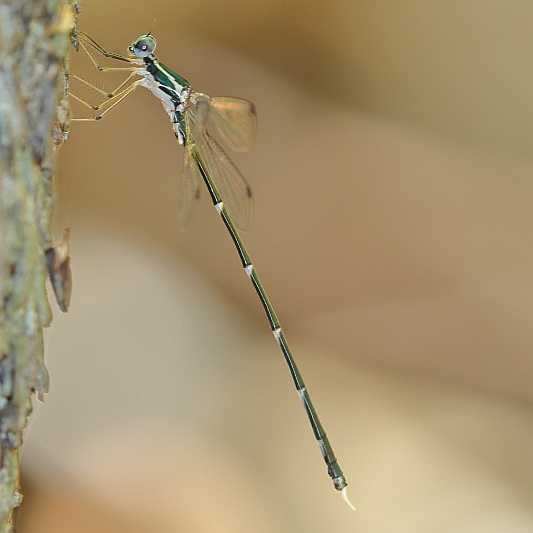 J19_2928 Episynlestes albicauda male.JPG