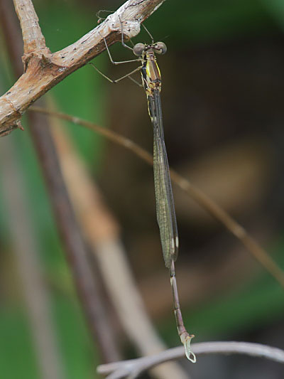 J19_2318 Episynlestes intermedius male.JPG