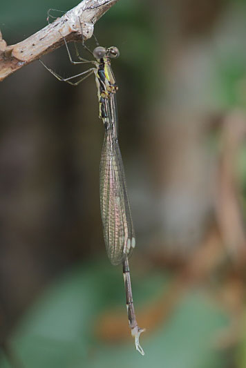 J19_2320 Episynlestes intermedius male.JPG