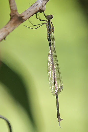 J19_2321 Episynlestes intermedius male.JPG