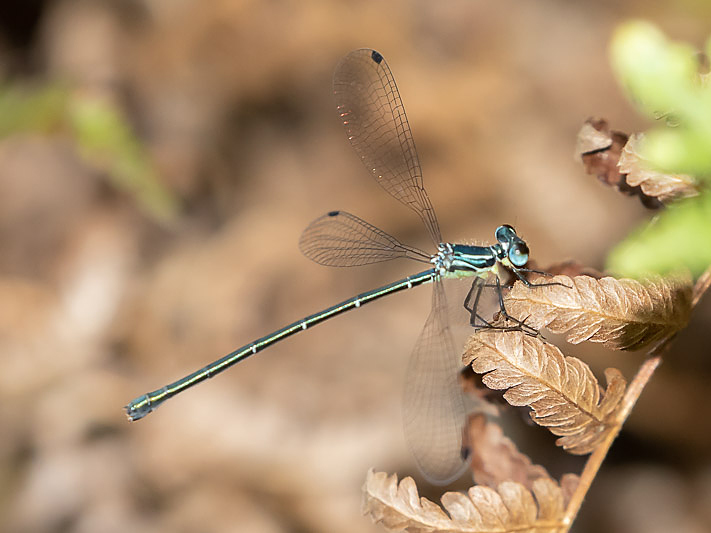 Griseargiolestes albescens female-3505.jpg