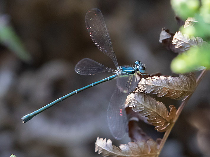 Griseargiolestes albescens female-3506.jpg