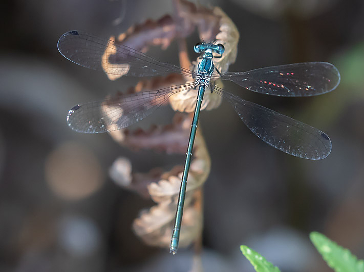 Griseargiolestes albescens female-3507.jpg