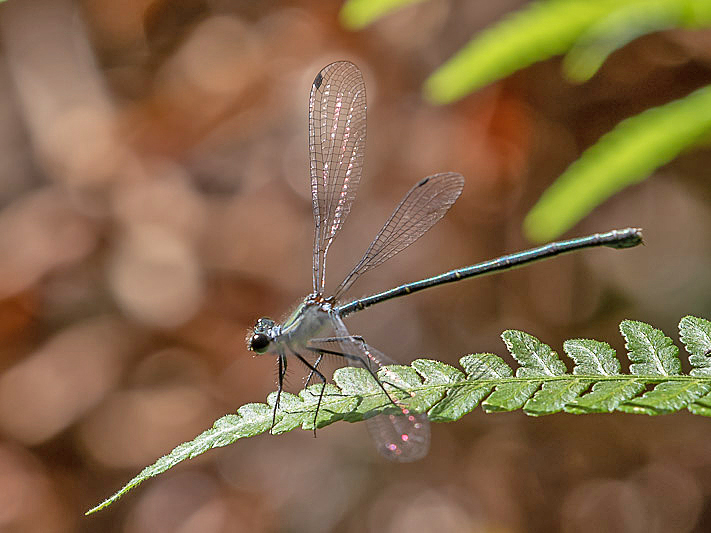 Griseargiolestes albescens female-3516.jpg