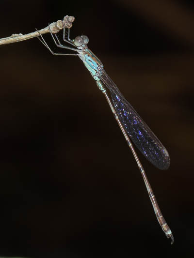 Indolestes tenuissimus male-1.jpg