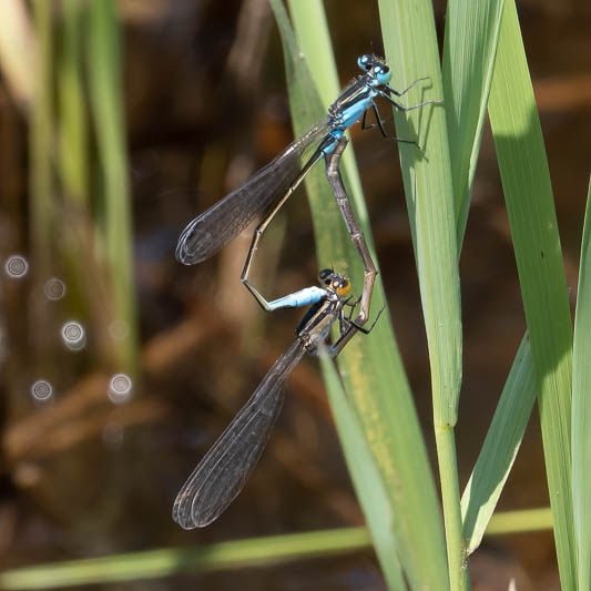 Ischnura heterosticta in cop-1.jpg