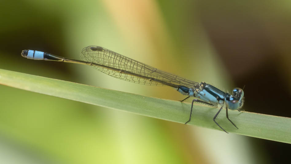 Ischnura heterosticta male-1.jpg