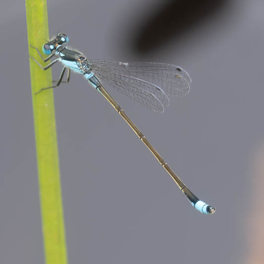 Ischnura heterosticta male-2.jpg