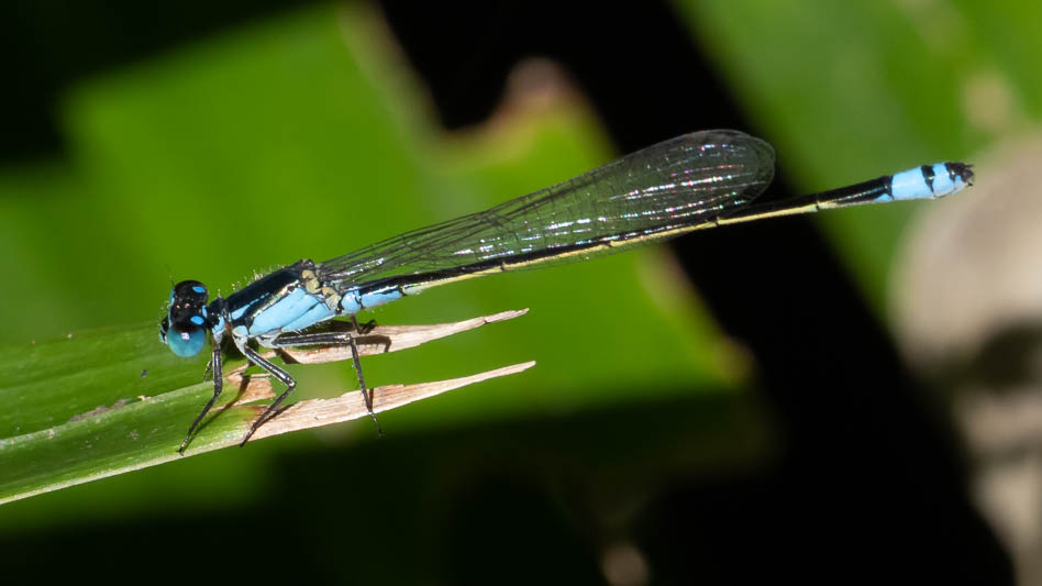 Ischnura heterosticta male-3.jpg