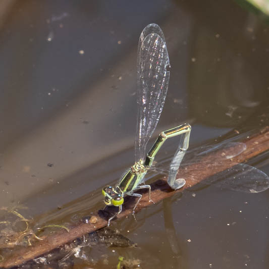 Ischnura heterosticta ovip-1.jpg