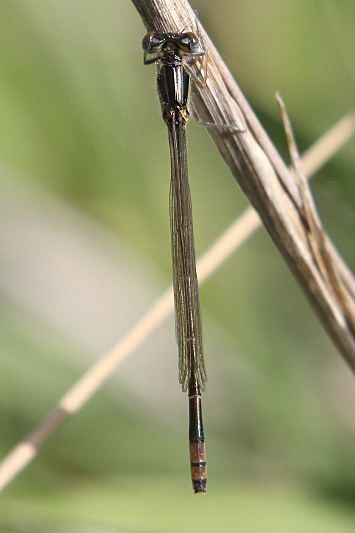 J17_3492 Ischnura heterosticta teneral.JPG