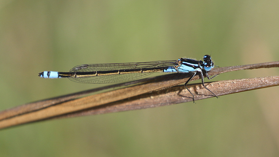 J17_3638 Ischnura heterosticta female.JPG