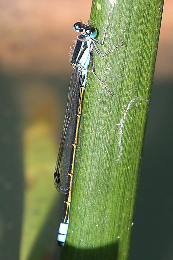 J17_3670 Ischnura heterosticta male.JPG