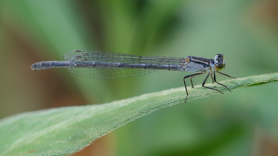 J19_1357 Ischnura heterosticta female.JPG