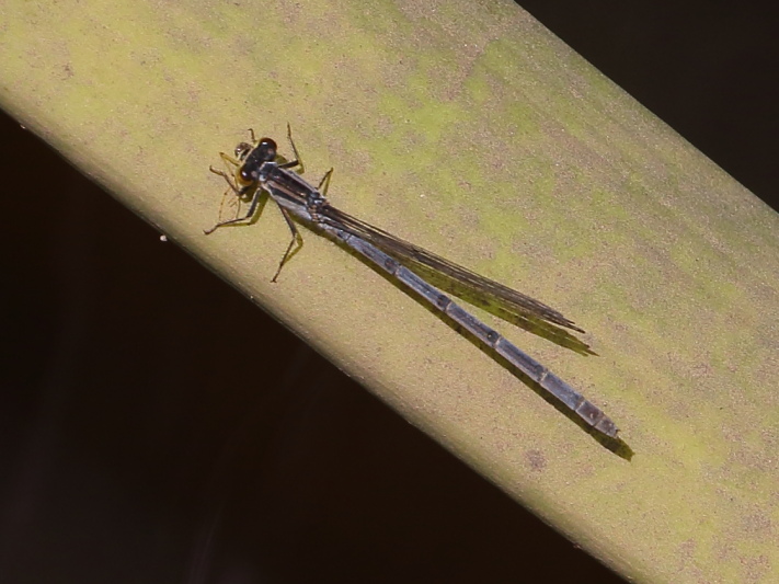 J19_1391 Ischnura heterosticta female.JPG