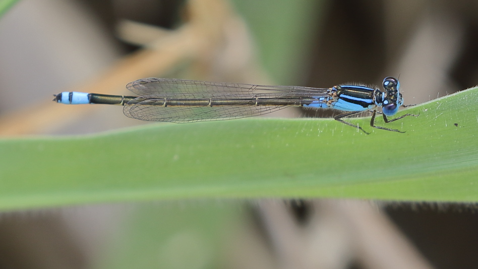 J19_1392 Ischnura heterosticta male.JPG