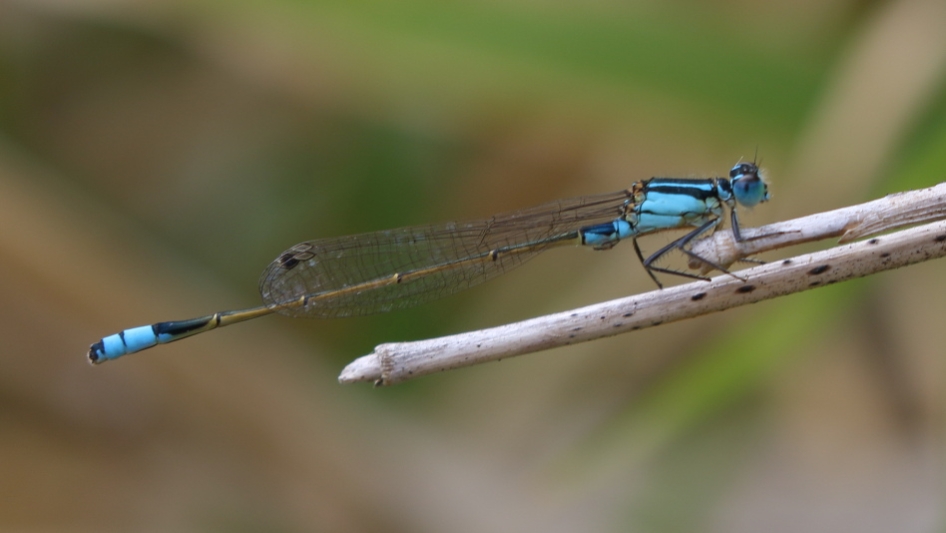 J19_1395 Ischnura heterosticta male.JPG