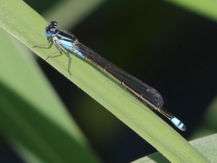 J19_1436 Ischnura heterosticta male.JPG