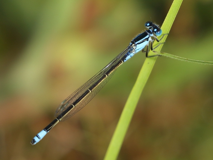 J19_2637 Ischnura heterosticta female.JPG