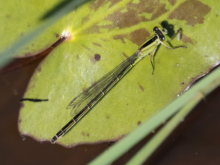 Ischnura pruinescens female.jpg