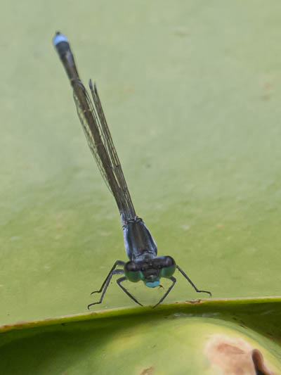 Ischnura pruinescens male-1.jpg