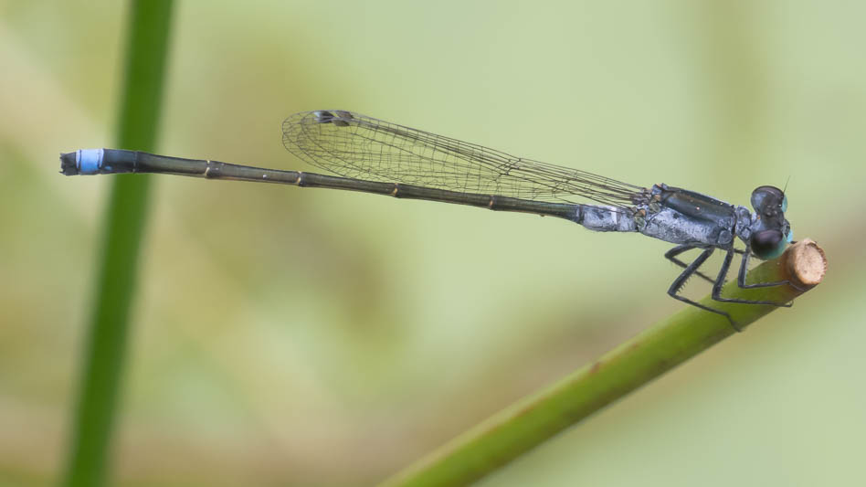 Ischnura pruinescens male-2.jpg