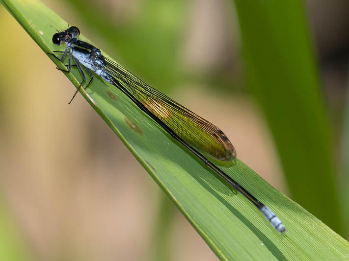 Ischnura pruinescens male-3.jpg