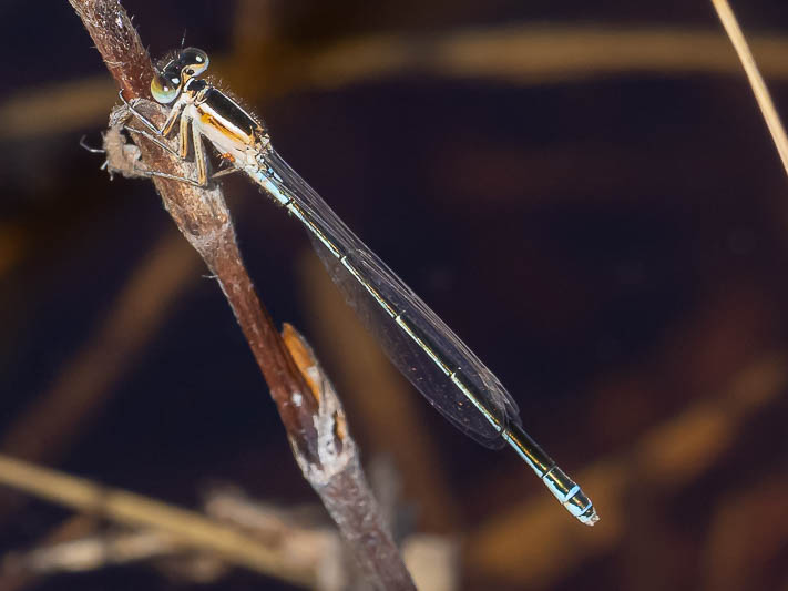 Ischnura senegalensis female-225971.jpg