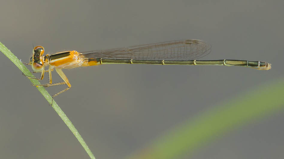 Ischnura senegalensis female-5060.jpg