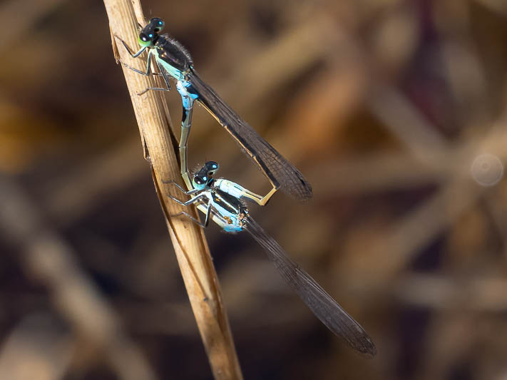 Ischnura senegalensis in cop--2.jpg