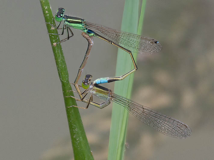 Ischnura senegalensis in cop-.jpg