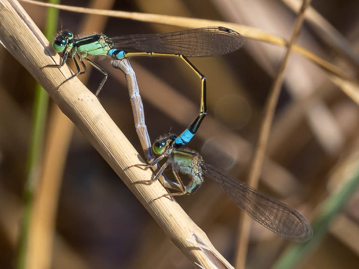 Ischnura senegalensis in cop-225982.jpg