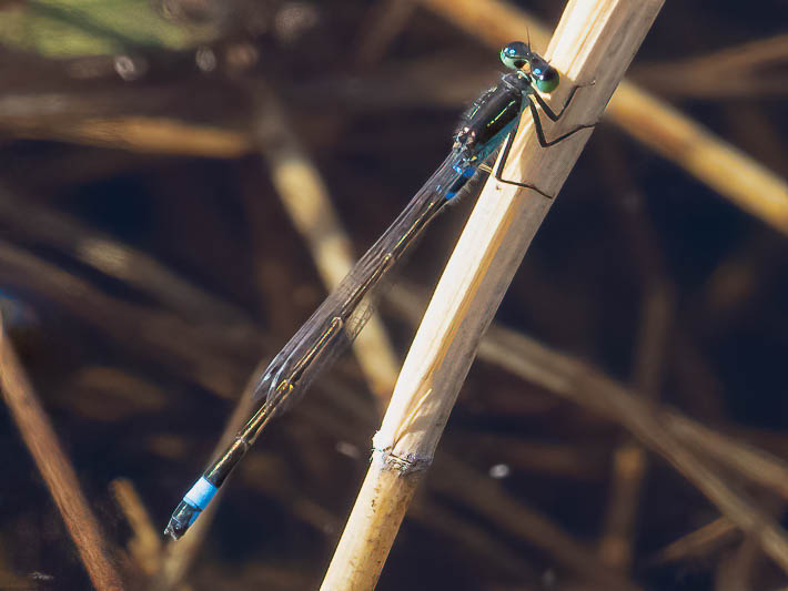 Ischnura senegalensis male--2.jpg