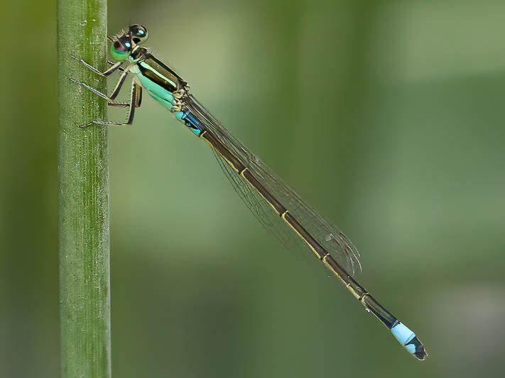 Ischnura senegalensis male-.jpg