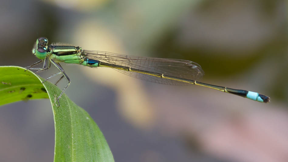 Ischnura senegalensis male-1788.jpg