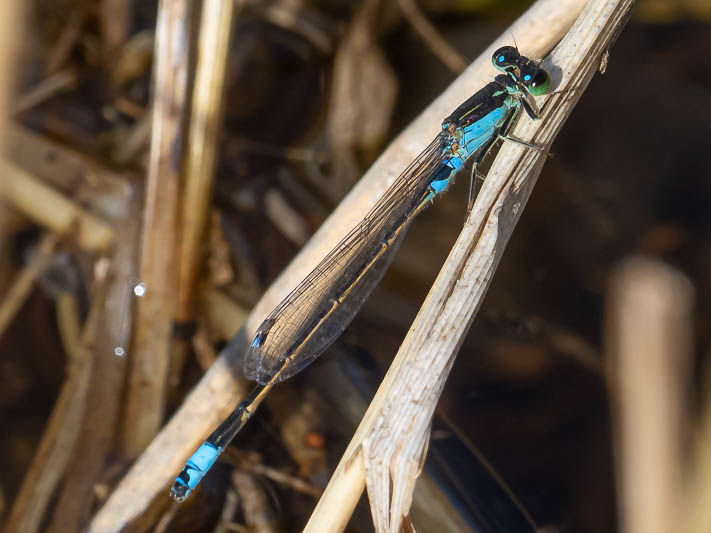 Ischnura senegalensis male-226000.jpg