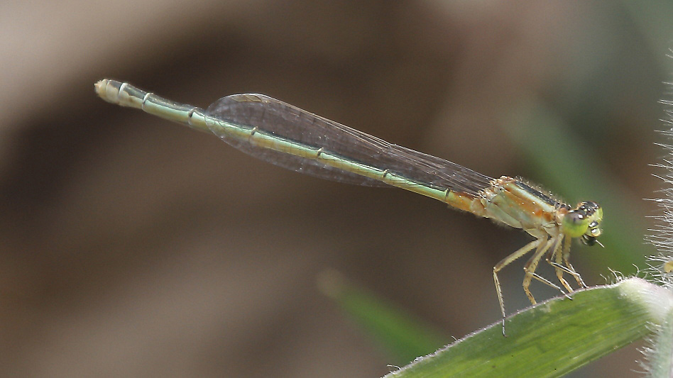 J01_1811 Ischnura senegalensis female.JPG