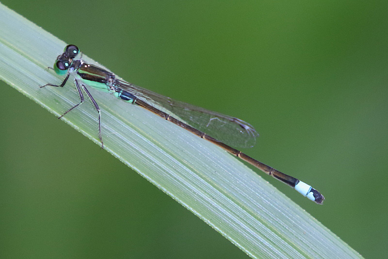 J17_3046 Ischnura senegalensis male.JPG