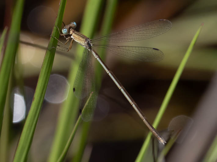 Lestes concinnus female-1.jpg