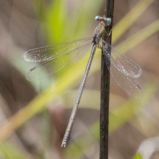 Lestes concinnus female-2.jpg