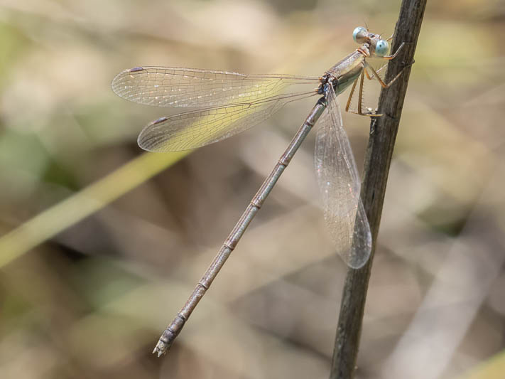 Lestes concinnus female-3.jpg