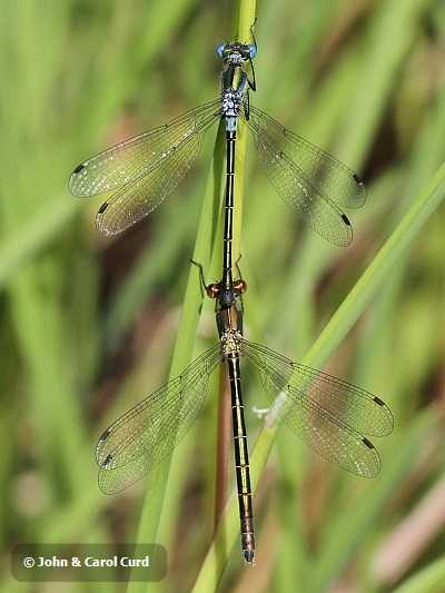 J15_3153 pair in tandem.JPG