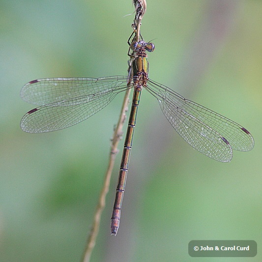 IMG_2682_Lestes_sponsa.JPG